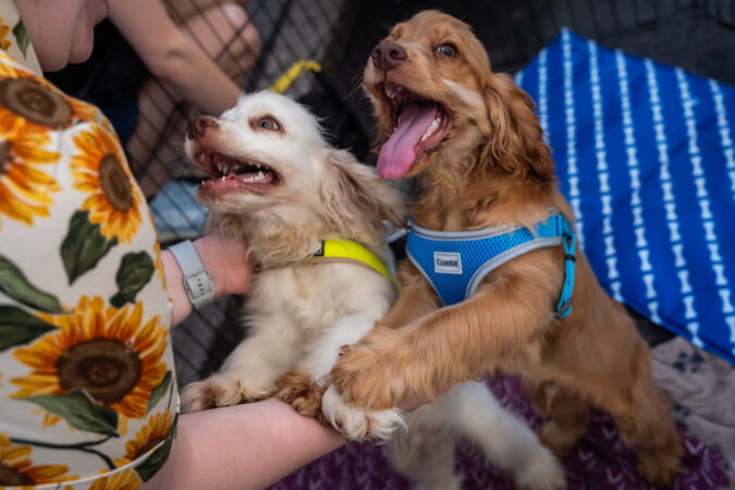 Broadway Barks 2024 HR