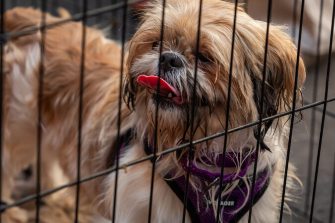Broadway Barks 2024 HR