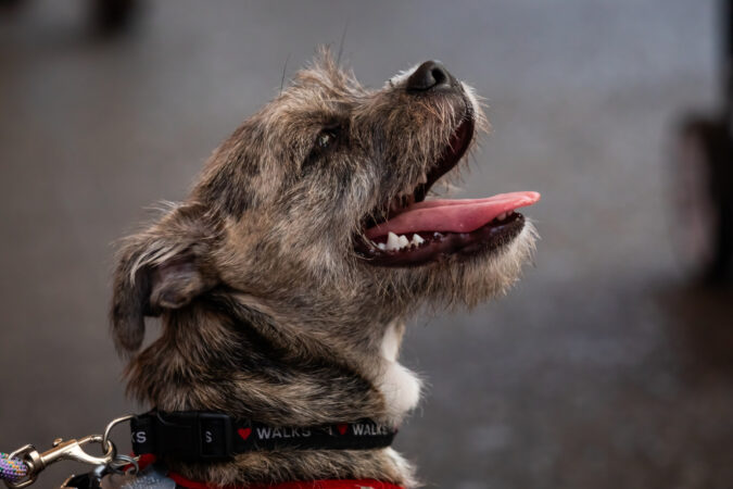 Broadway Barks 2024 HR