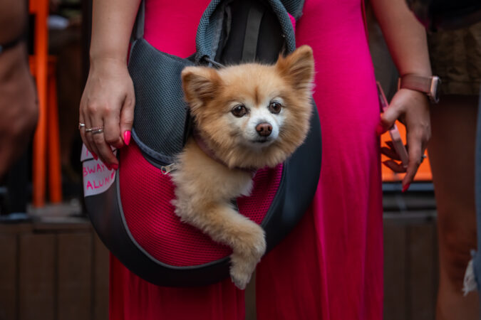 Broadway Barks 2024 HR