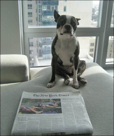 Good morning, dog!