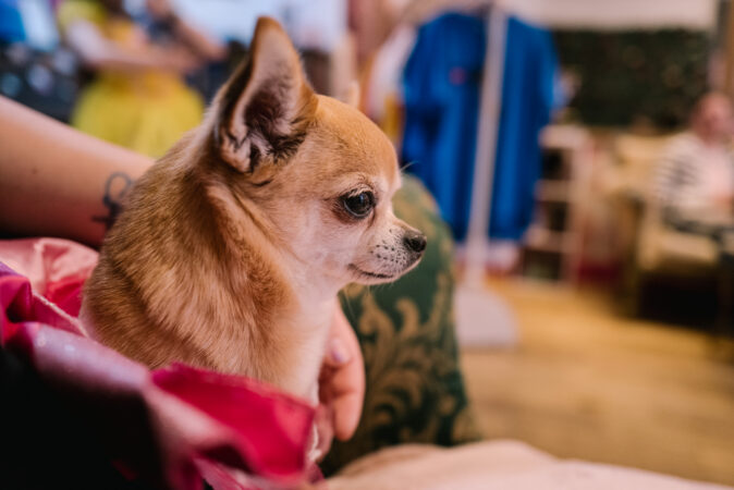 Edinburgh Chihuahua Cafe_Edinburgh Fringe Festival_2023_HR